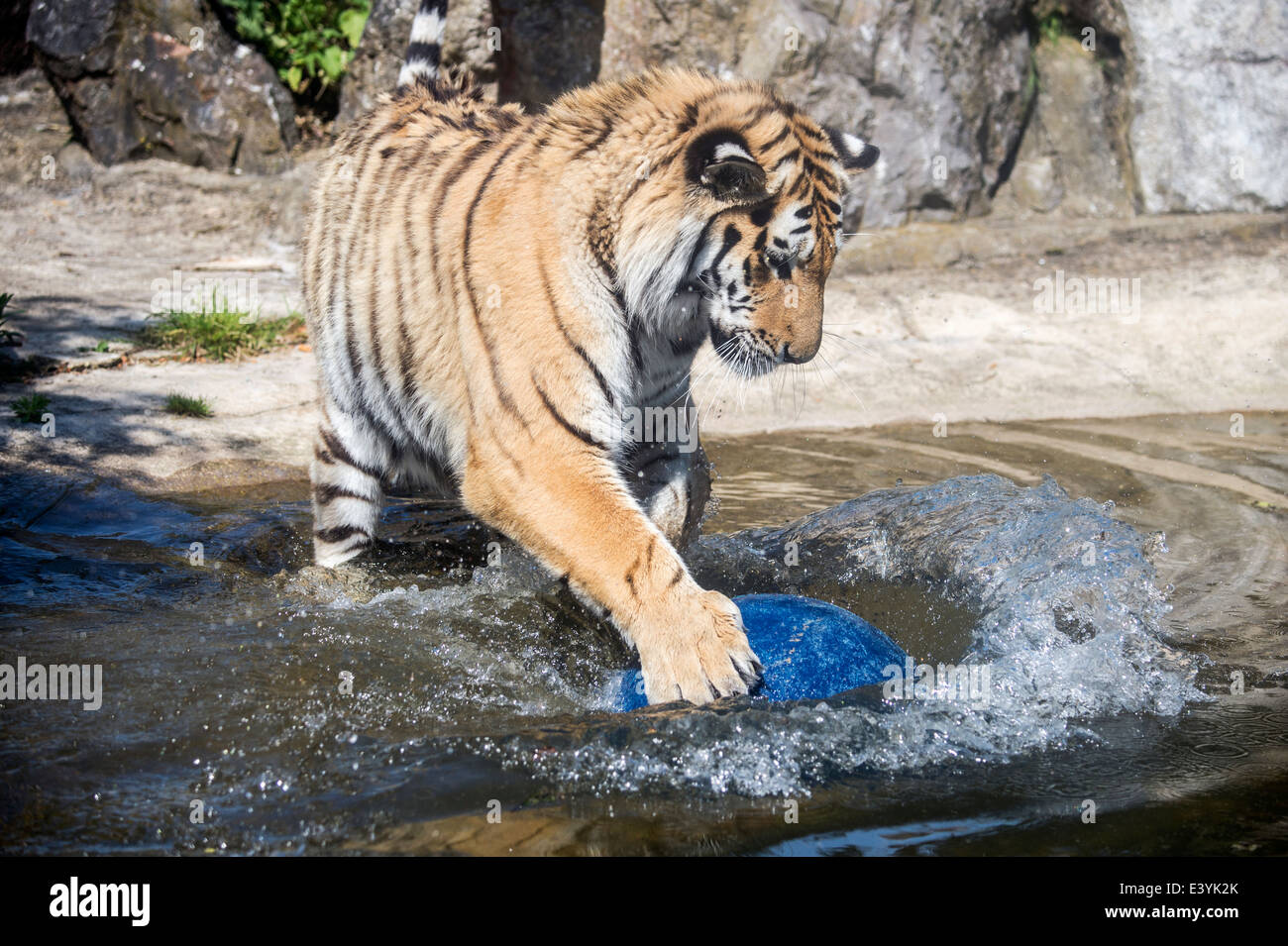 Amur tiger mâle jouant avec une balle dans l'eau Banque D'Images