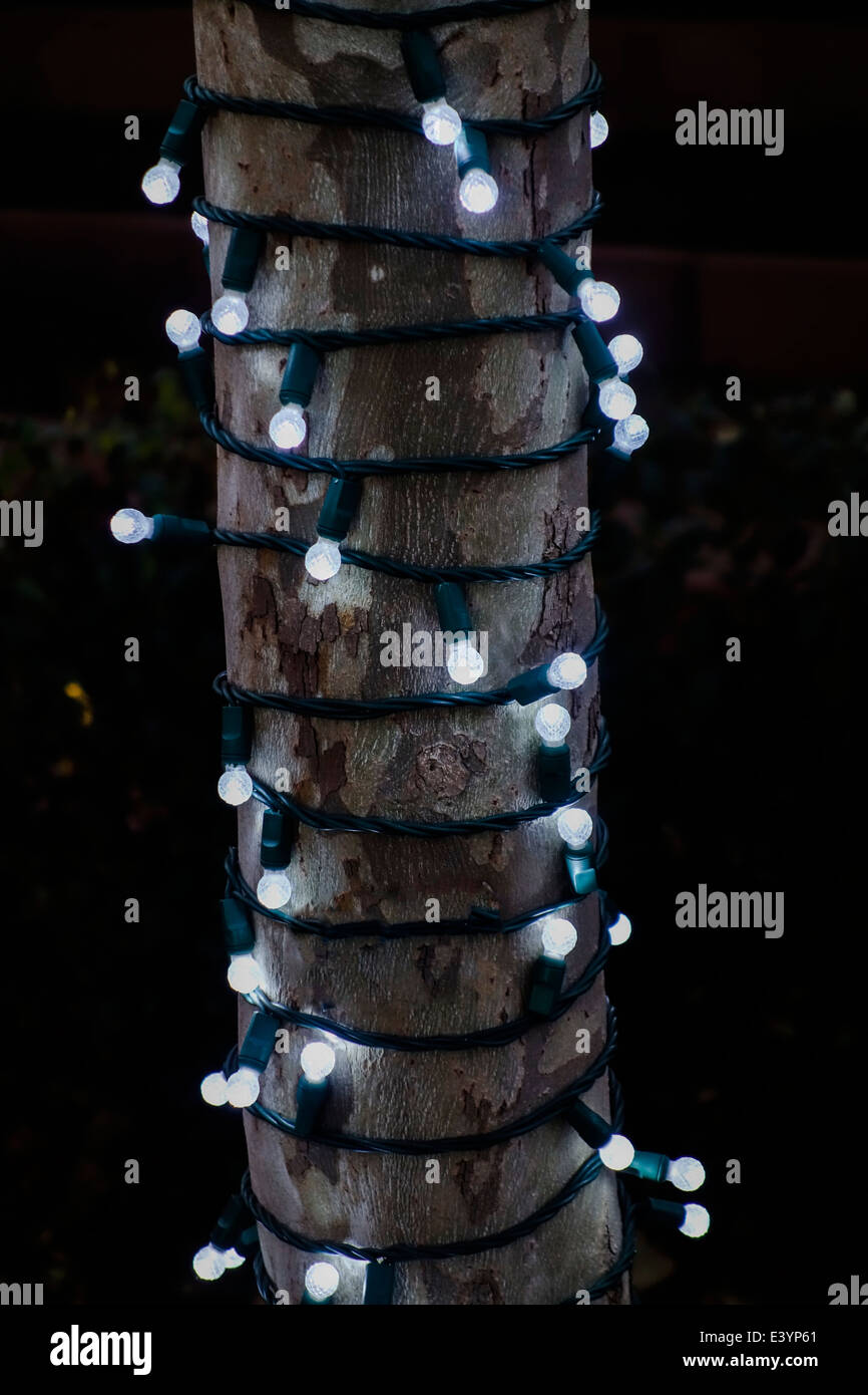 Lumières blanches vent arund un arbre pendant la saison de Noël. Libre. Oklahoma City, Oklahoma, USA. Banque D'Images