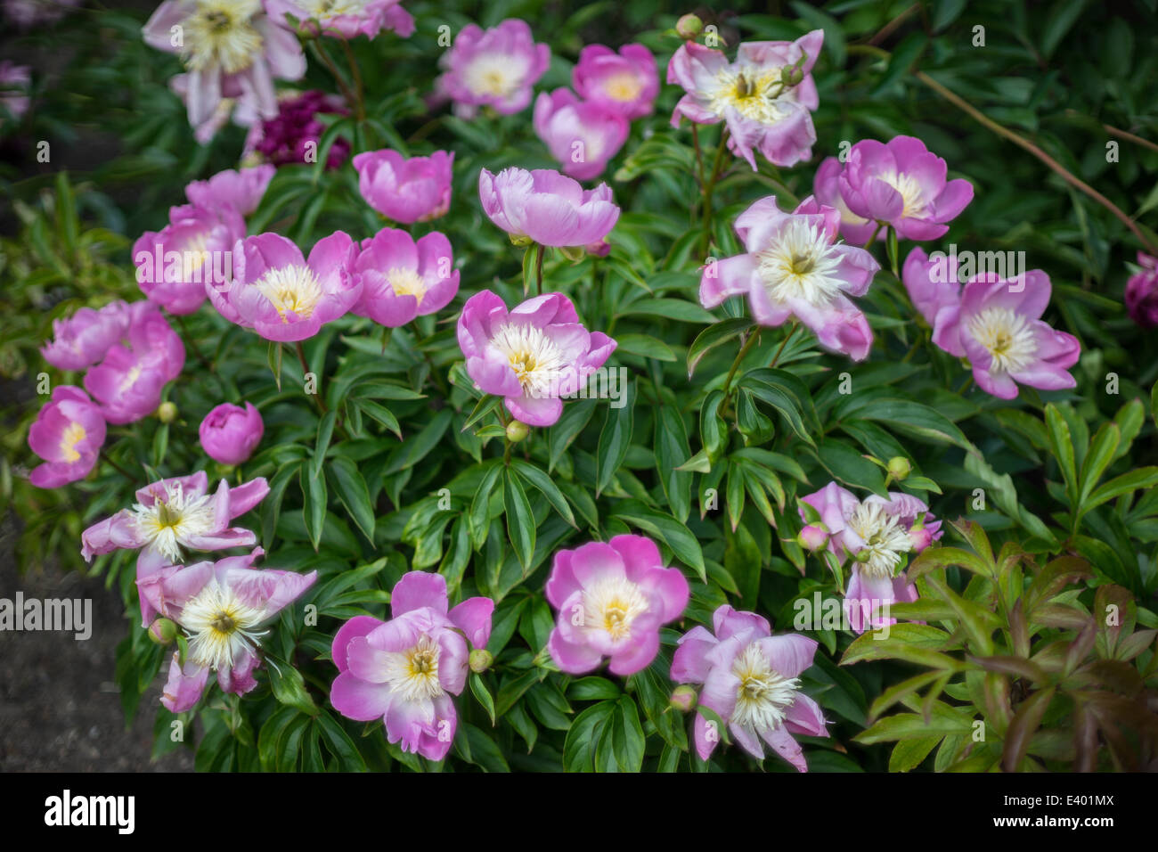 Les Pivoines en pleine floraison rose Peonia Banque D'Images