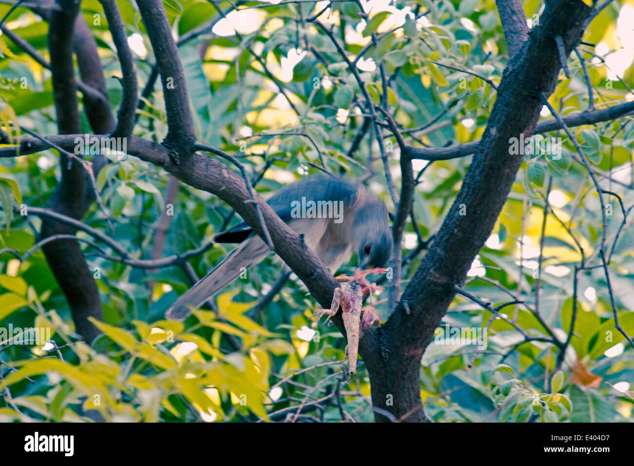 Shikra (Accipiter badius) avec un Calotes versicolor tuer Banque D'Images