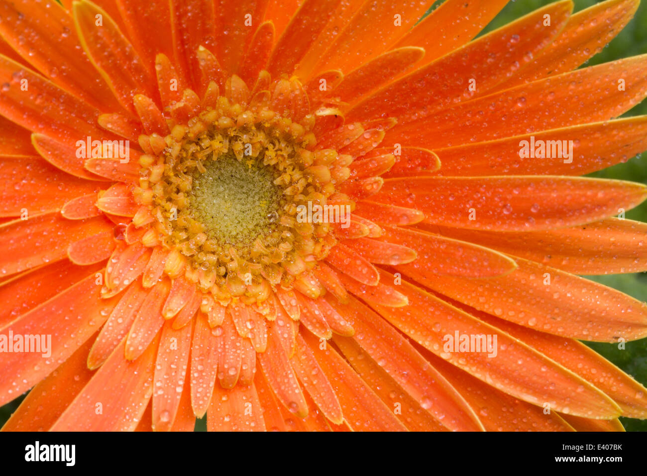 Un beau gros plan de fleurs gerbera orange Banque D'Images