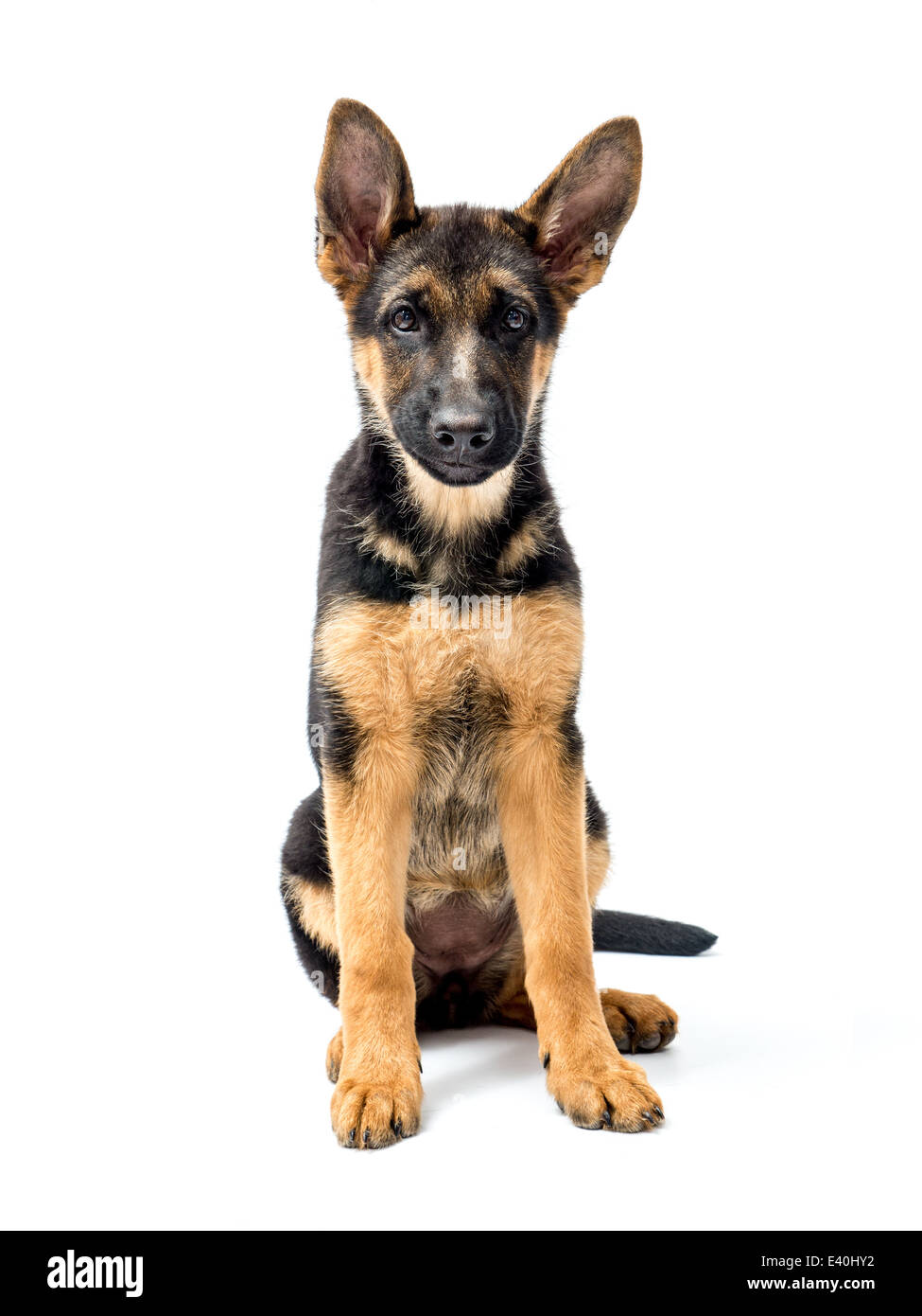 Trois mois chiot Berger Allemand assis shot on white Banque D'Images