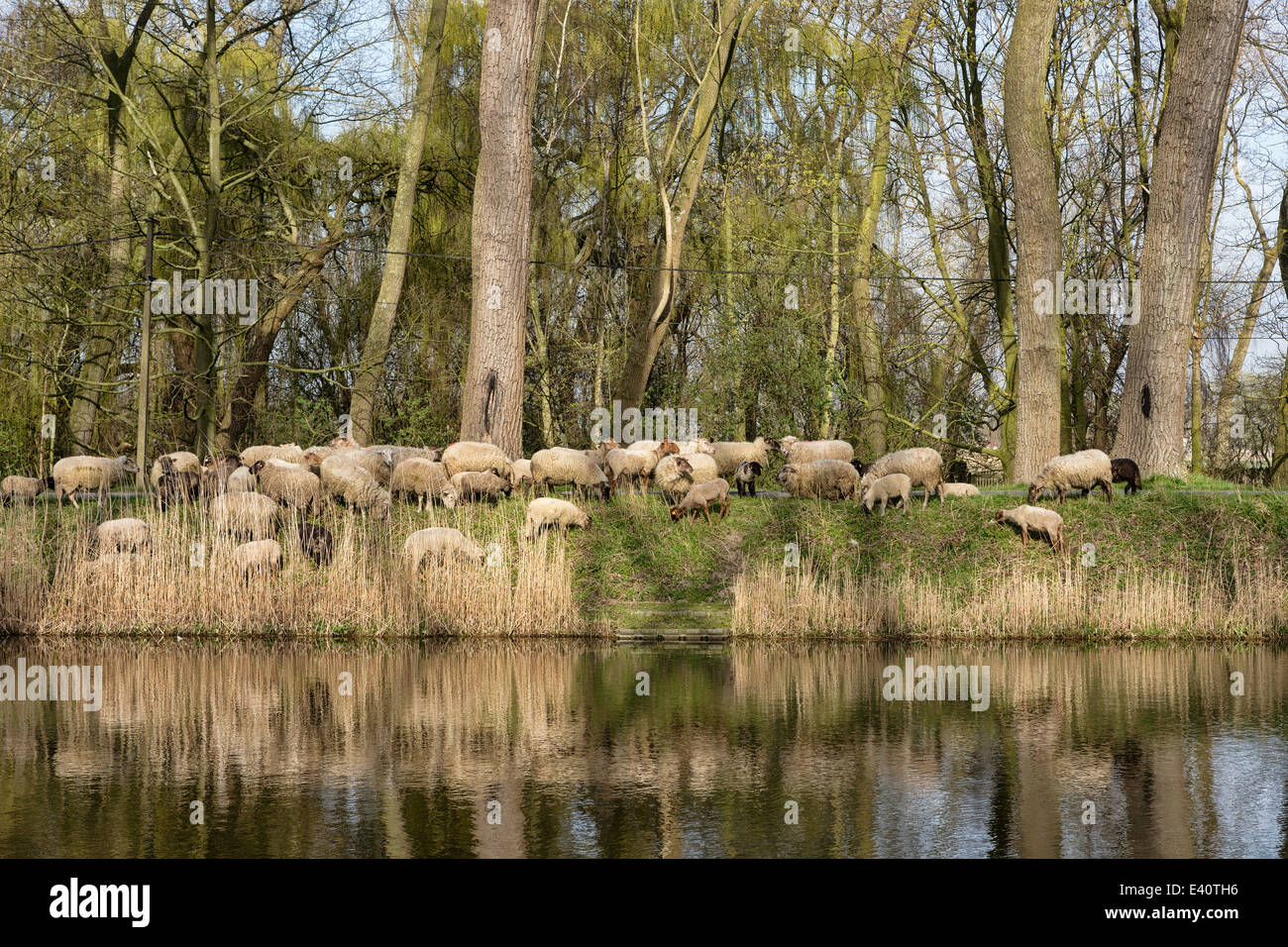 Troupeau de chiens de berger de moutons Banque de photographies et d — free download