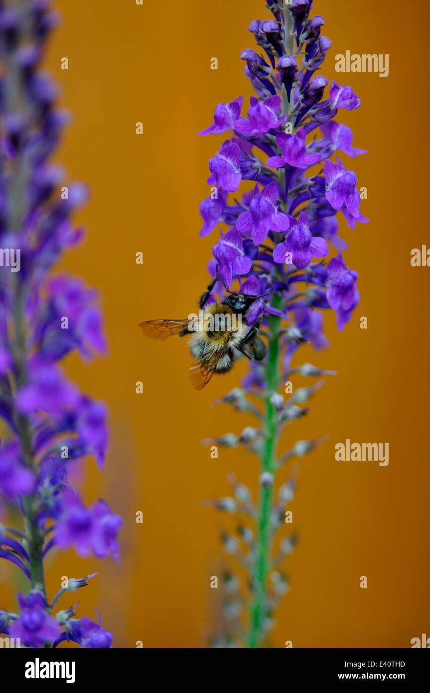 Close-up of BEE on Purple Toadflax Linaria purpurea) (in garden Banque D'Images