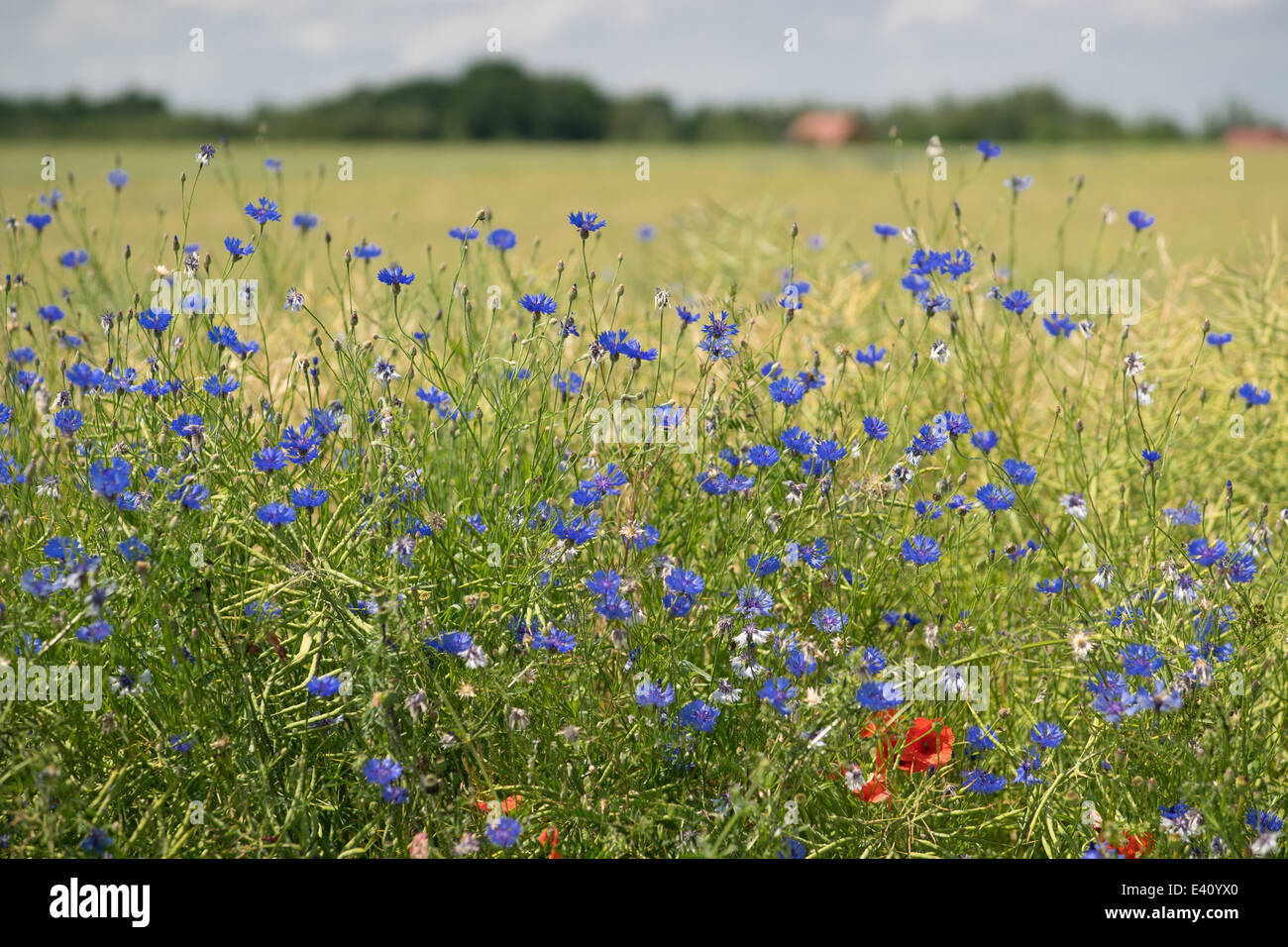 Fleurs de bleuet bleu dans le domaine du grain Centaurea cyanus Banque D'Images