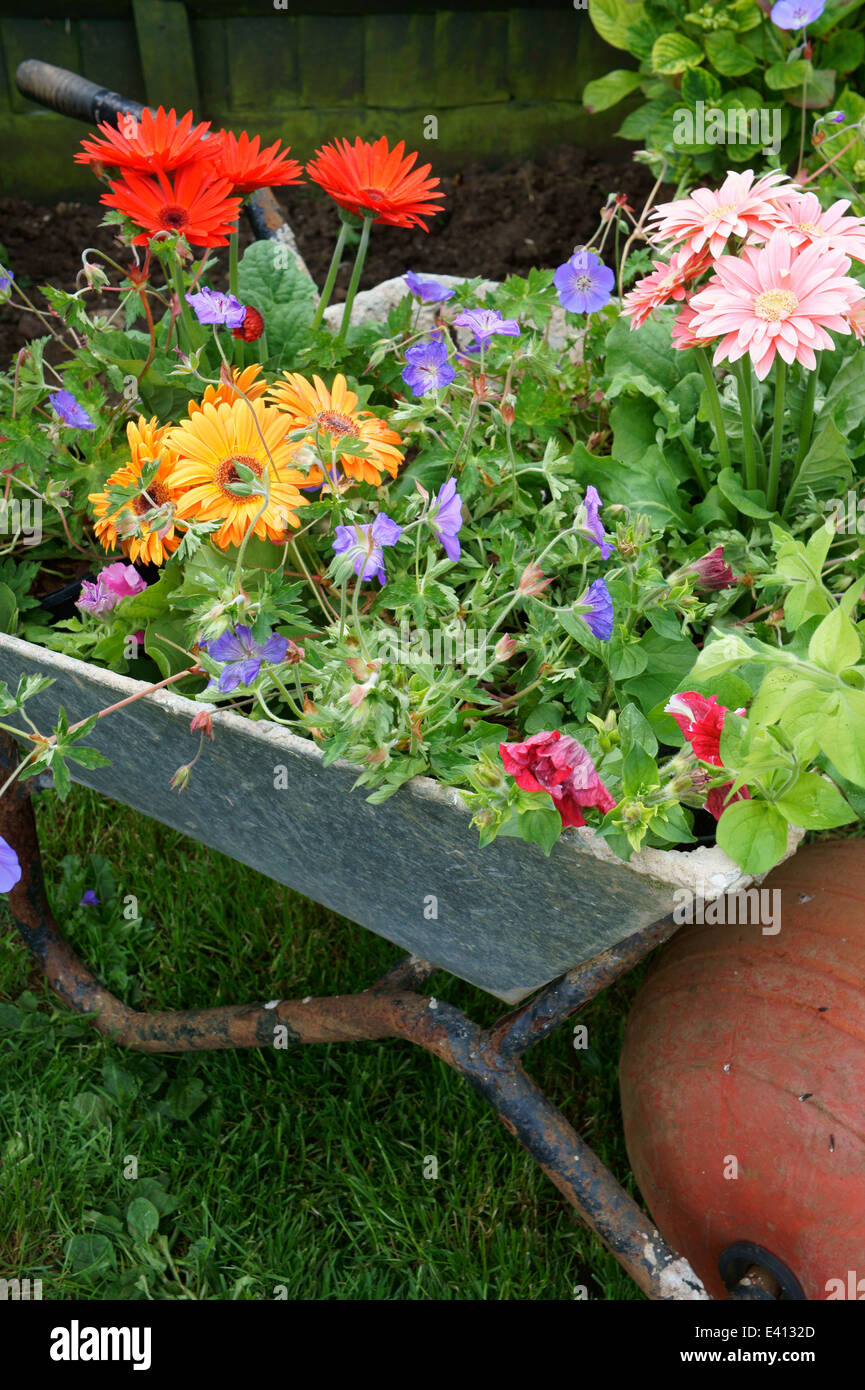 Brouette remplie de fleurs prêts à être plantés dans le jardin Banque D'Images