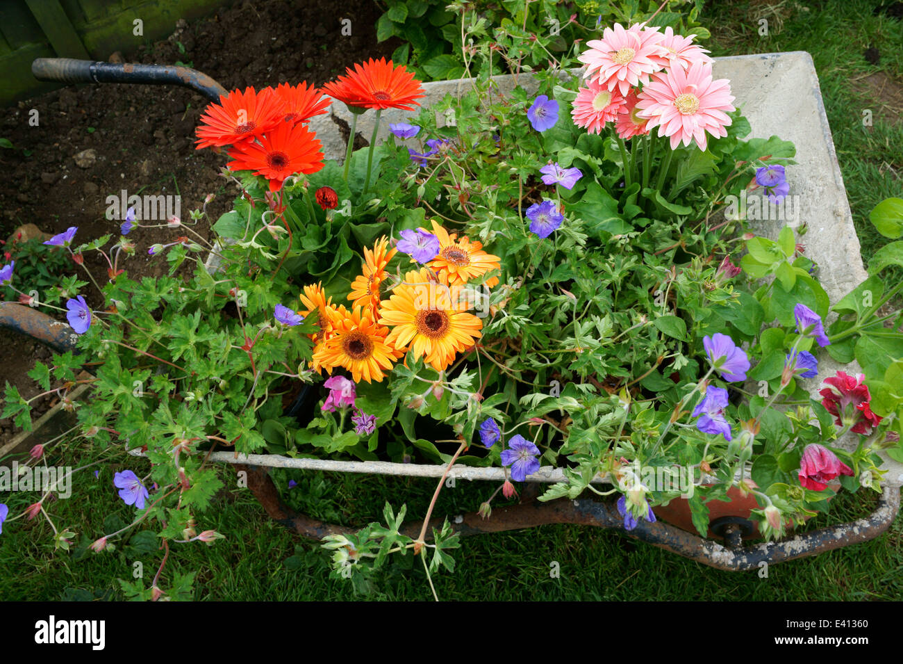Brouette remplie de fleurs prêts à être plantés dans le jardin Banque D'Images