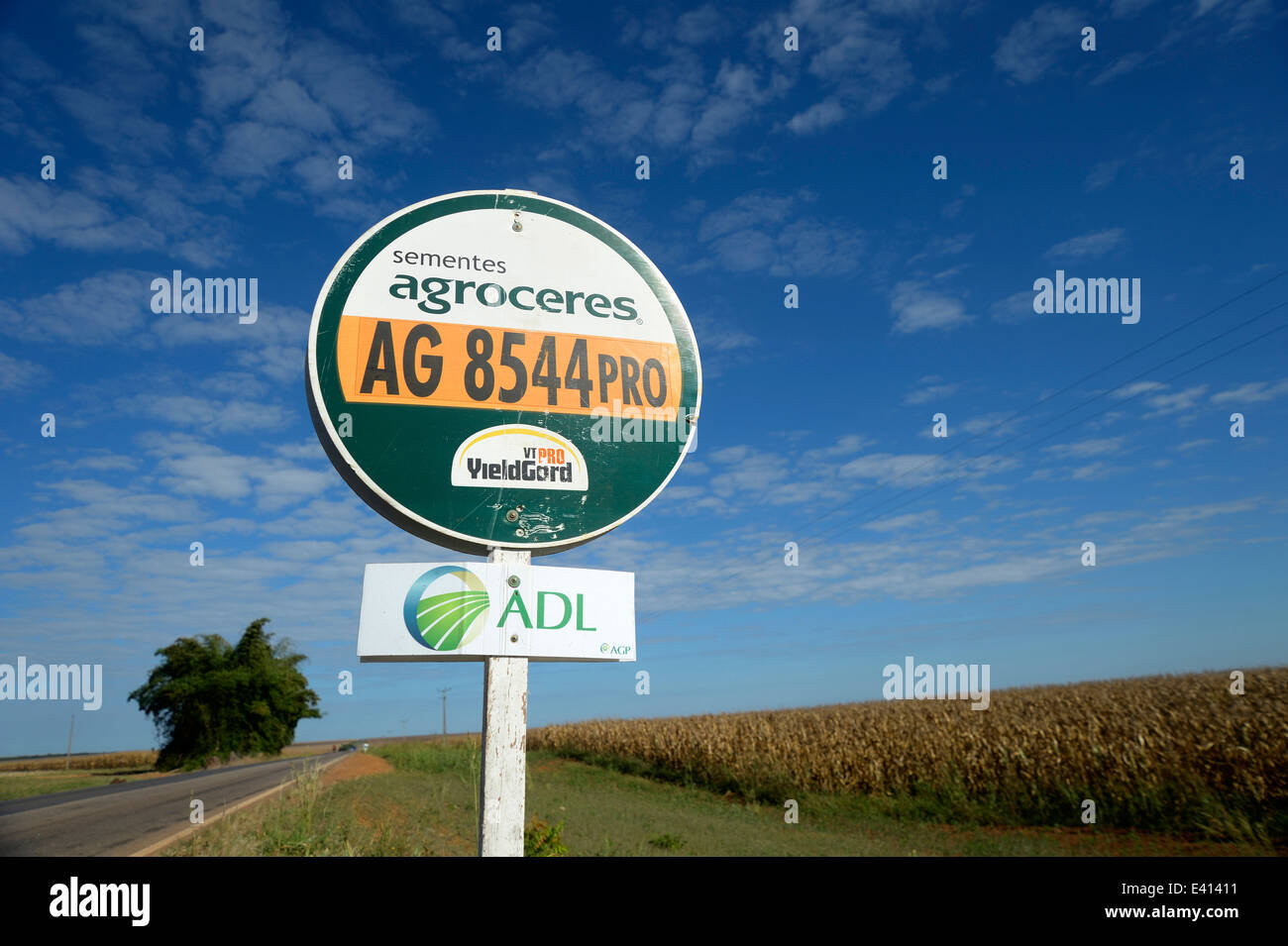 L'Amérique du Sud, Brésil, Mato Grosso, Primavera do Leste, signe en champ d'essai, Maizefield, le maïs génétiquement modifié Banque D'Images