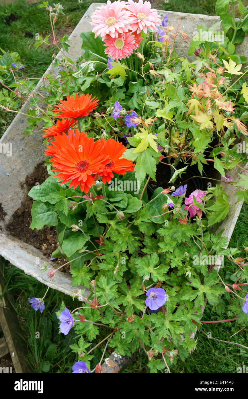 Brouette remplie de fleurs prêts à être plantés dans le jardin Banque D'Images