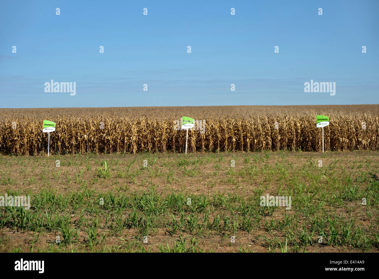 L'Amérique du Sud, Brésil, Mato Grosso, Primavera do Leste, champ d'essai, Maizefield, le maïs génétiquement modifié Banque D'Images