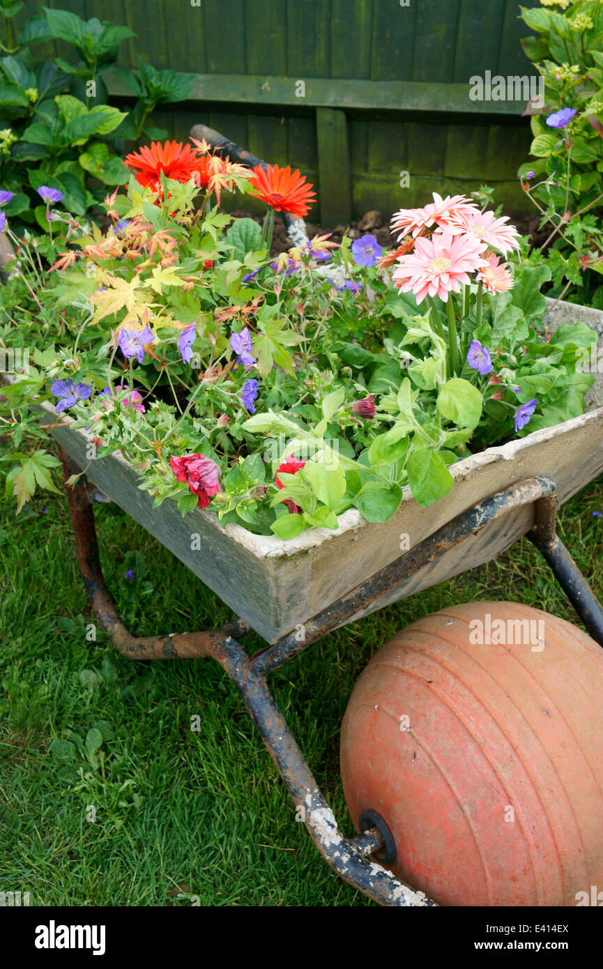 Brouette remplie de fleurs prêts à être plantés dans le jardin Banque D'Images