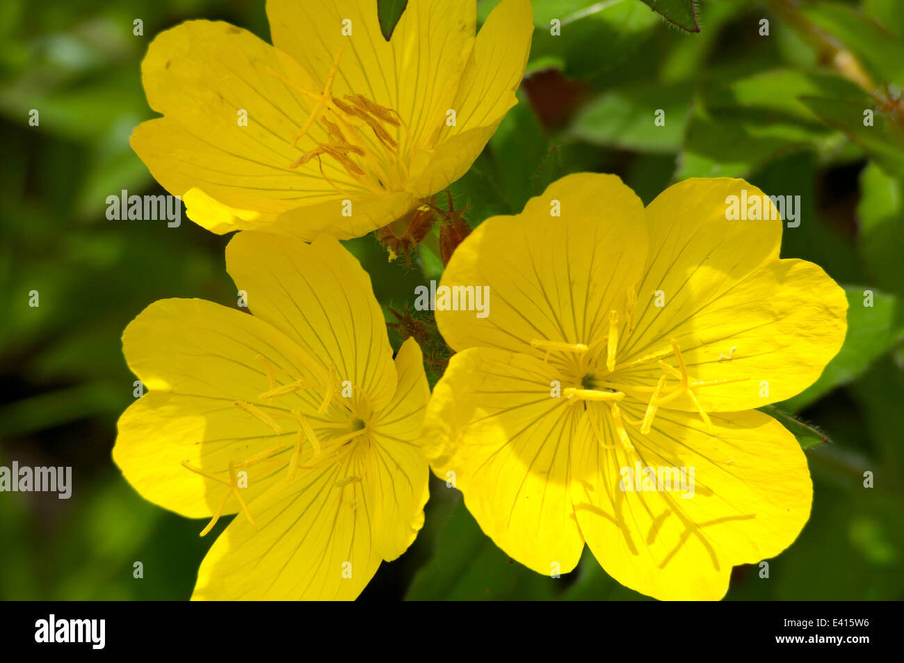 Fleurs d'onagre jaune ou Oenothera macrocarpa en pleine floraison et closuep Banque D'Images