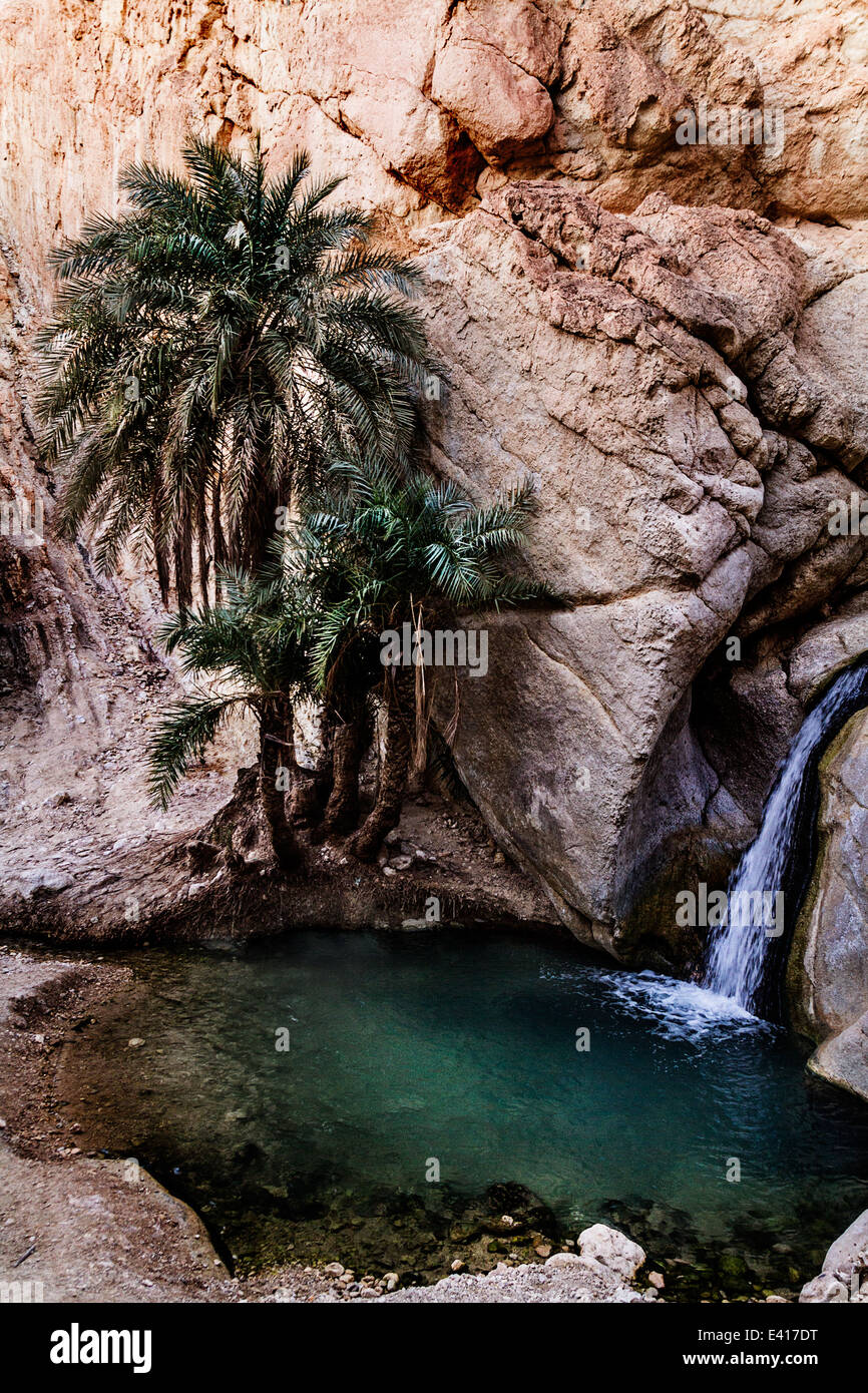 À l'étang de l'eau oasis de montagne dans le sud de la Tunisie Chebica près de Tozeur. Banque D'Images