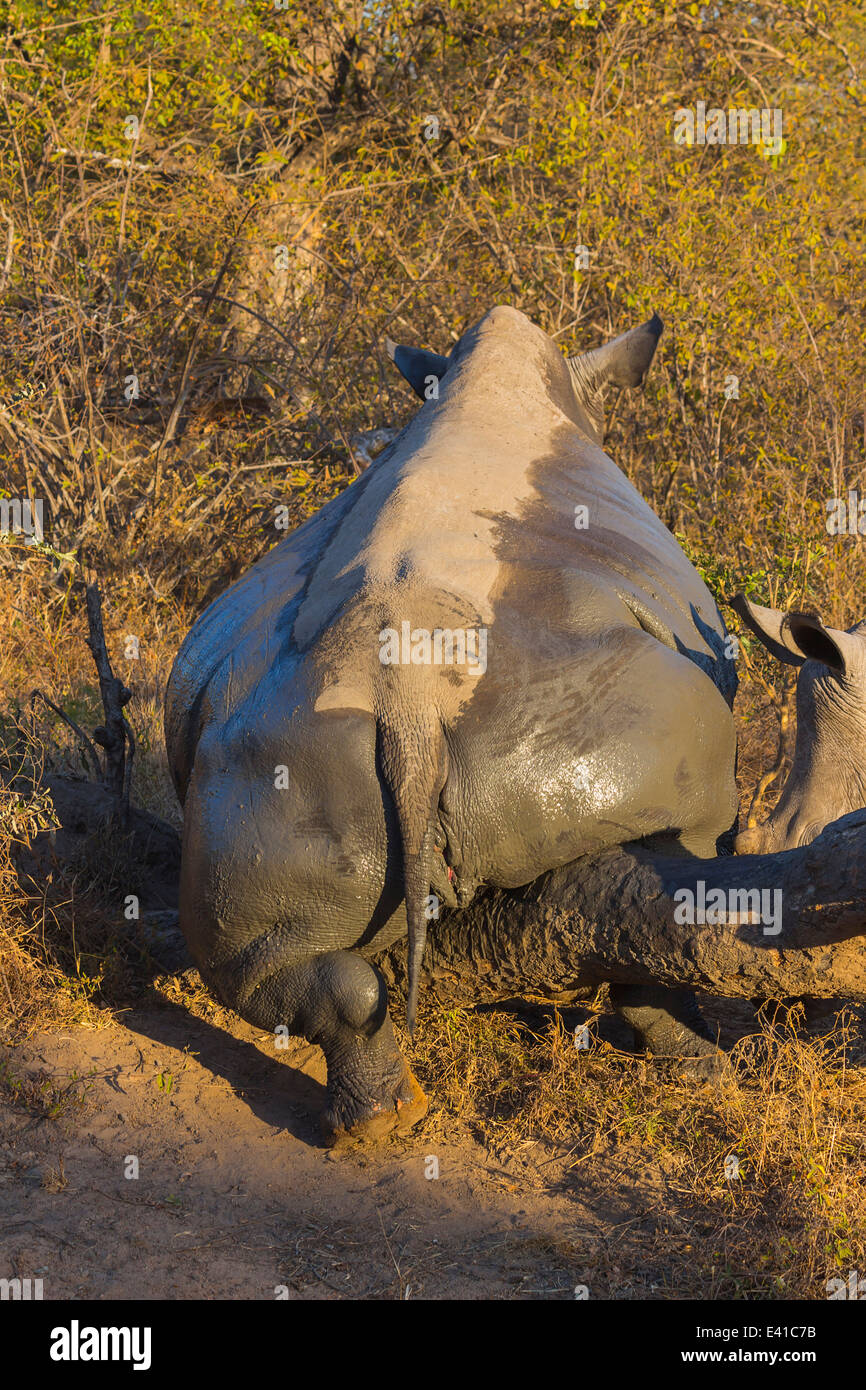 White Rhino de rayer les tiques au bout d'un bain de boue Photo Stock -  Alamy