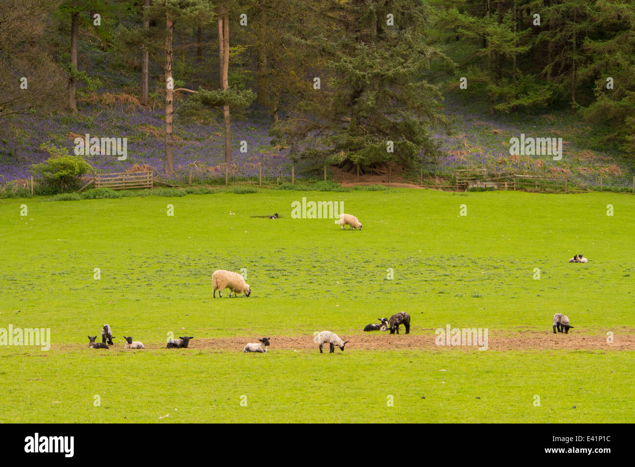 Grwoing jacinthes dans une forêt dans Kirkoswold, Eden Valley, Cumbria, Royaume-Uni. Banque D'Images