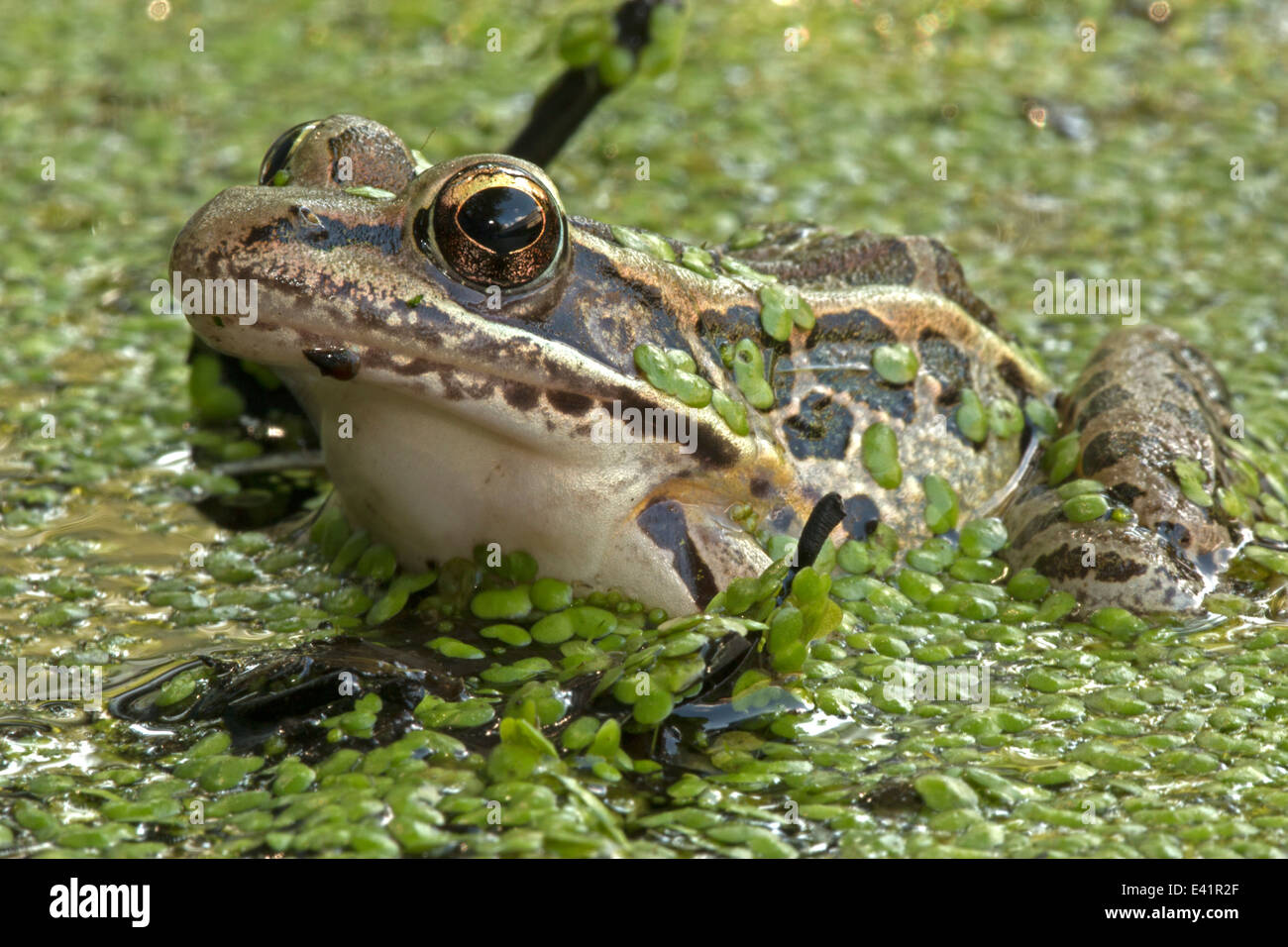 Grenouille des marais, Lithobates palustris, Rana palustris , District de Columbia Banque D'Images