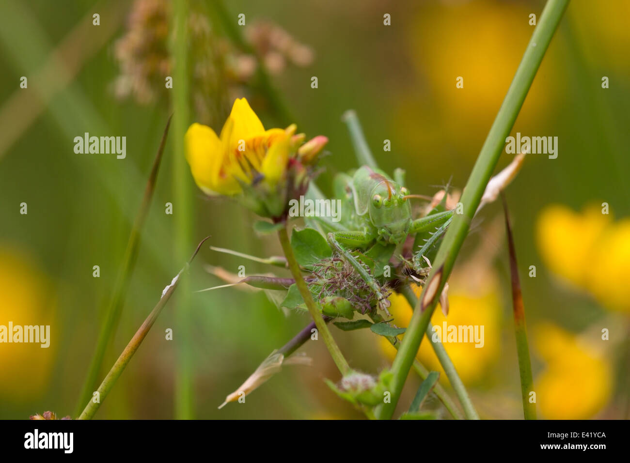 Papillon de criquets se trouve sur Plante, Pays-Bas Banque D'Images