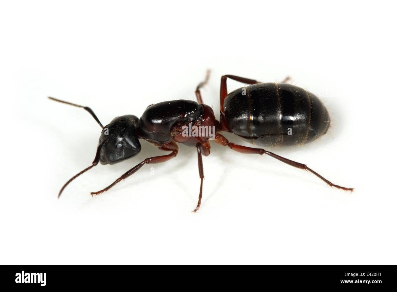 Une fourmi géante, isolé sur fond blanc Banque D'Images