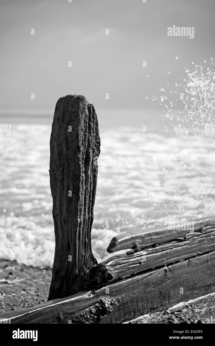 Image en noir et blanc d'une aine d'une plage de galets Banque D'Images