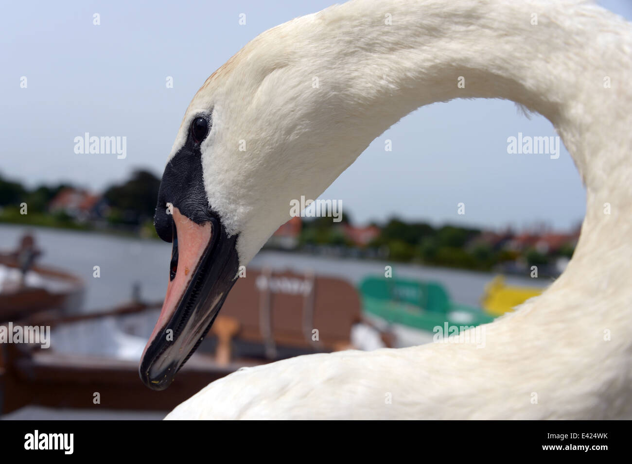 Un cygne au Suffolk Aldeburgh en Angleterre Banque D'Images