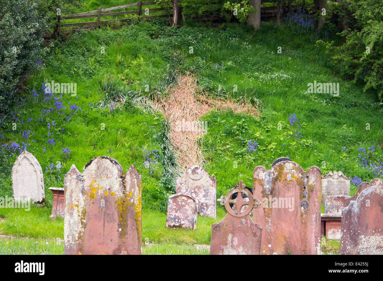 Faire Dafodills morte la forme d'une croix dans Kirkoswold dans l'Eden Valley, Cumbria, Banque D'Images
