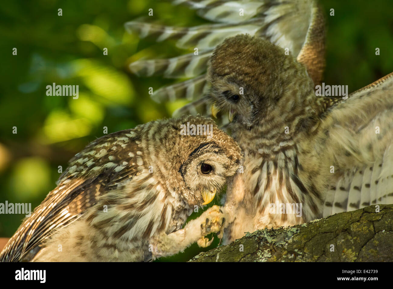 Chouette rayée owlets perché dans les grands arbres d'érable du parc Beacon Hill, Victoria, Colombie-Britannique, Canada. Banque D'Images