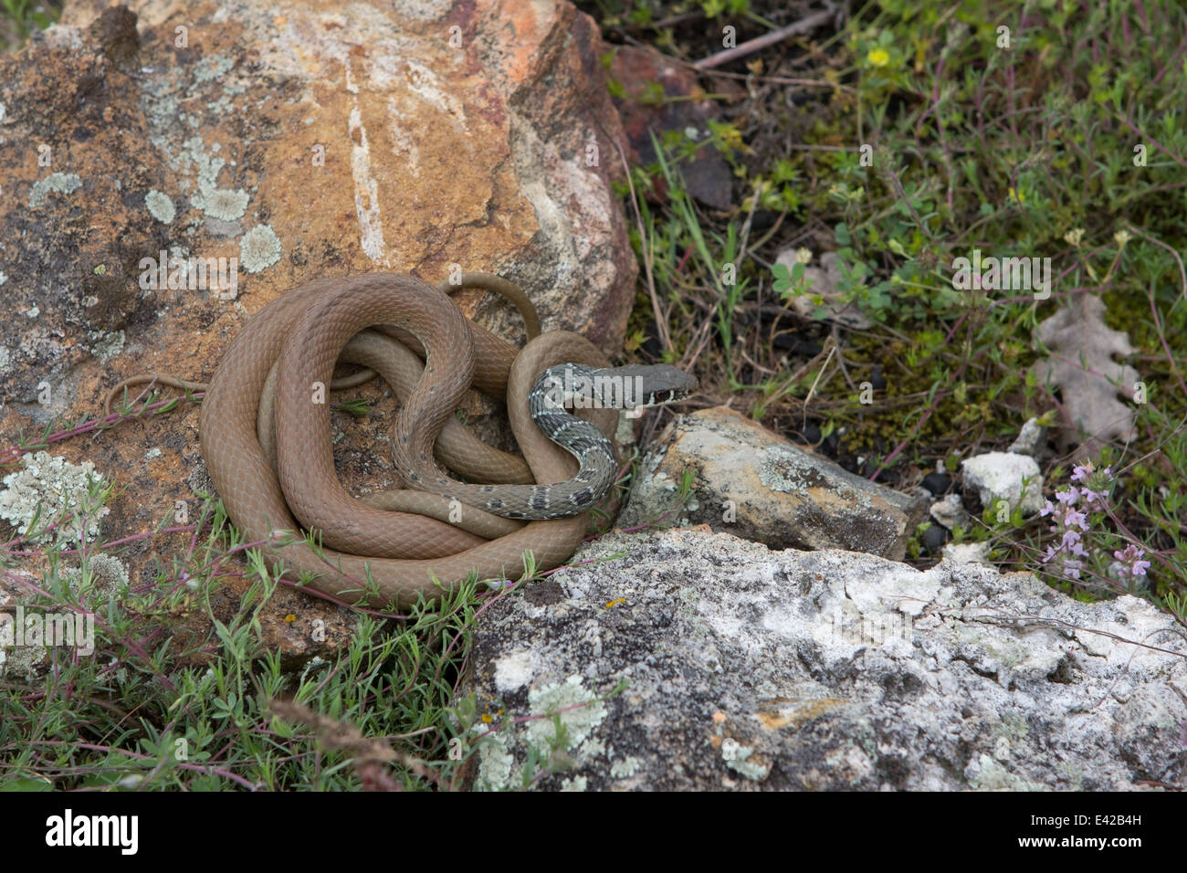 Serpent fouet sur une pierre dans la Piris montagne en Bulgarie Photo Stock  - Alamy