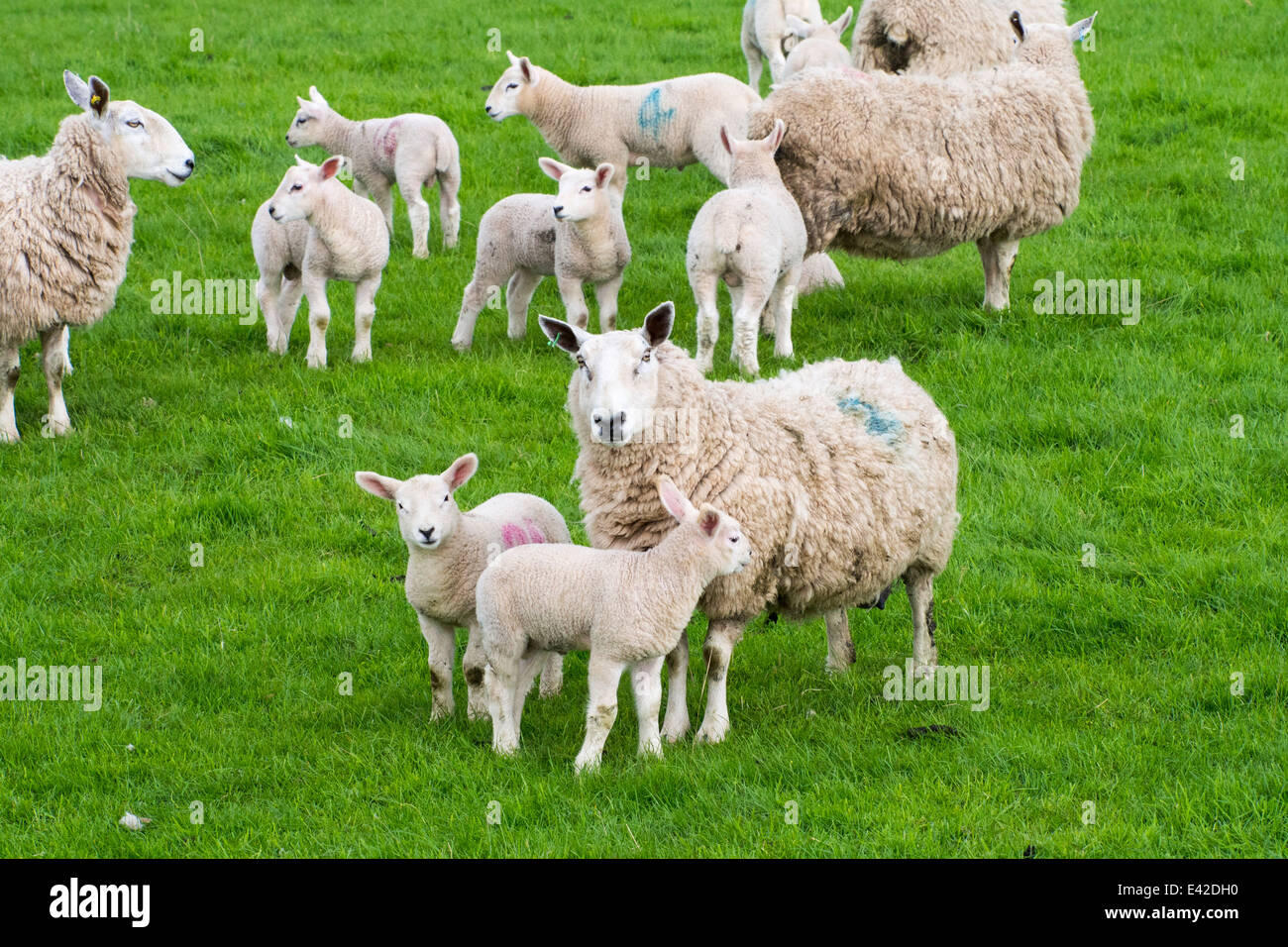 Agneaux et moutons dans un champ en Kirkoswold, Eden Valley, Cumbria, Royaume-Uni. Banque D'Images