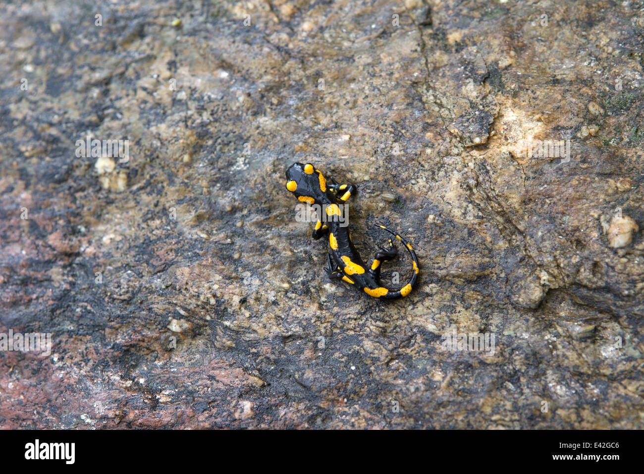 Salamandre de feu assis sur une pierre humide en Bulgarie Banque D'Images