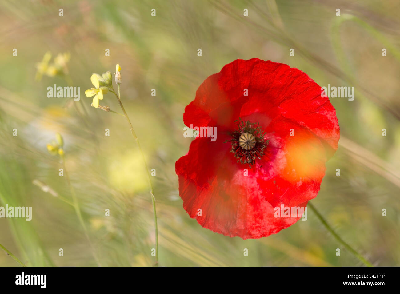 Dans le champ de fleurs de pavot en Bulgarie Banque D'Images