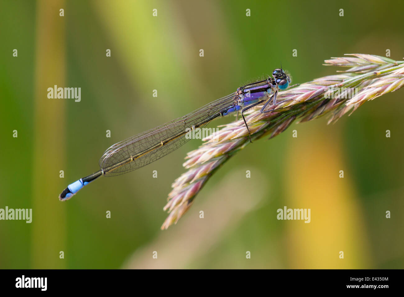 Femelle immature violacea forme de la queue bleu libellule, d'Ischnura elegans Banque D'Images