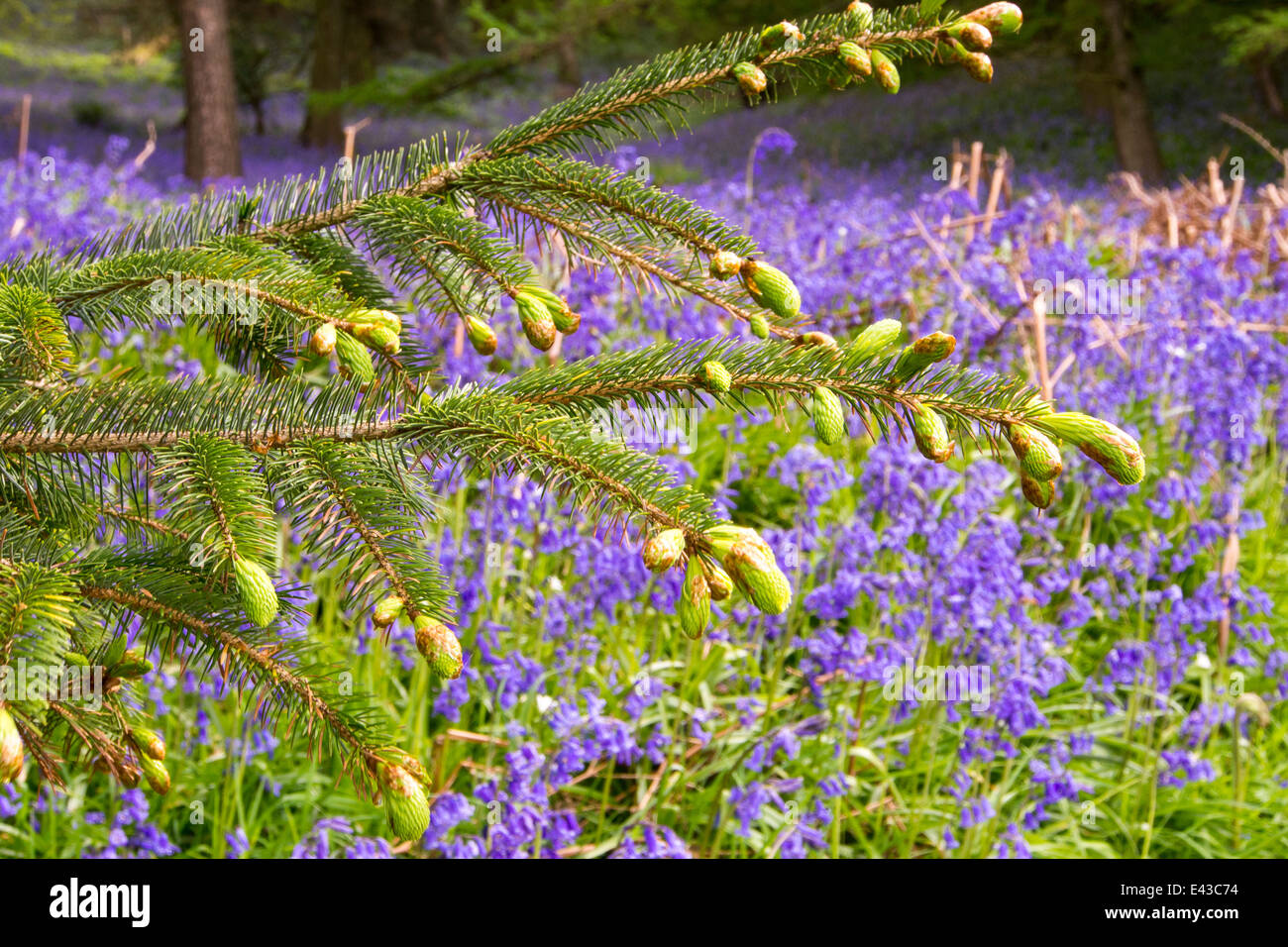 Jacinthes poussant dans une forêt dans Kirkoswold, Eden Valley, Cumbria, Royaume-Uni. Banque D'Images