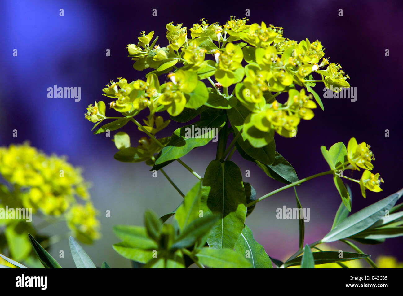 Euphorbia, Fleur bokeh Banque D'Images