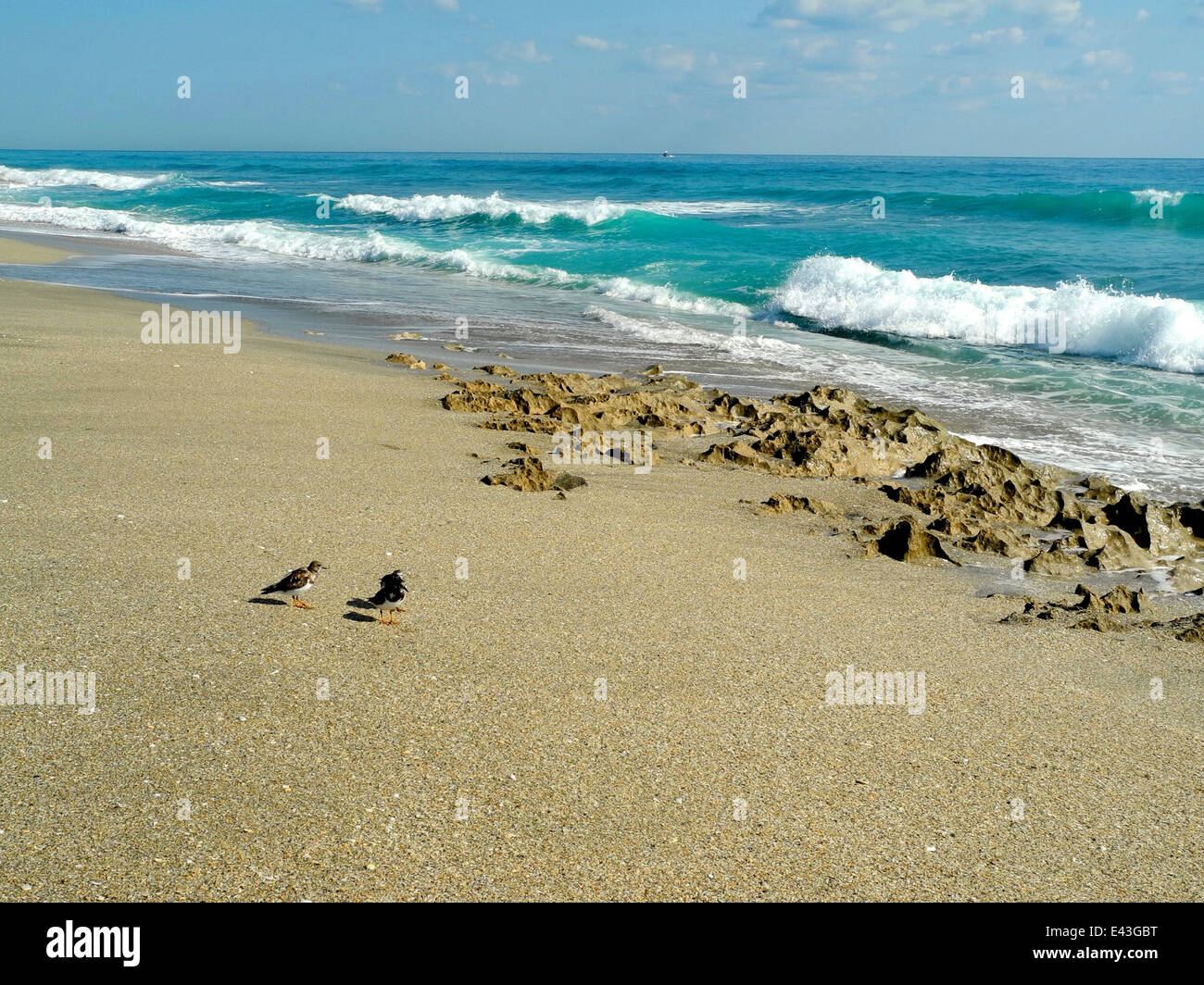Les oiseaux de mer galopent le long de la plage, les petits oiseaux se précipitent d'avant en arrière sur le sable à la recherche de nourriture. Banque D'Images