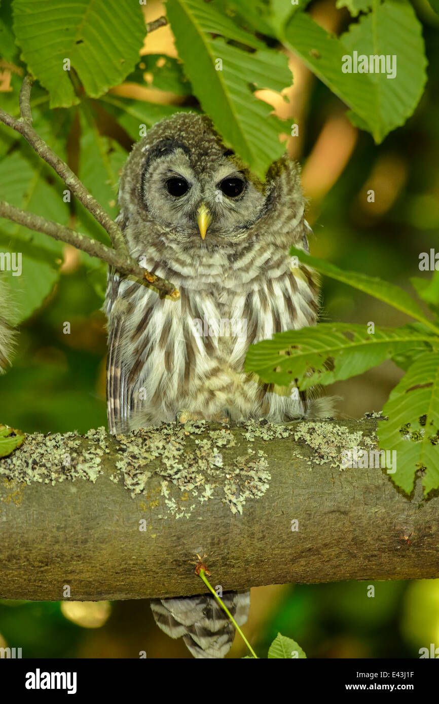 Owlet chouette perchée dans un grand érable-Parc Beacon Hill, Victoria, Colombie-Britannique, Canada. Banque D'Images