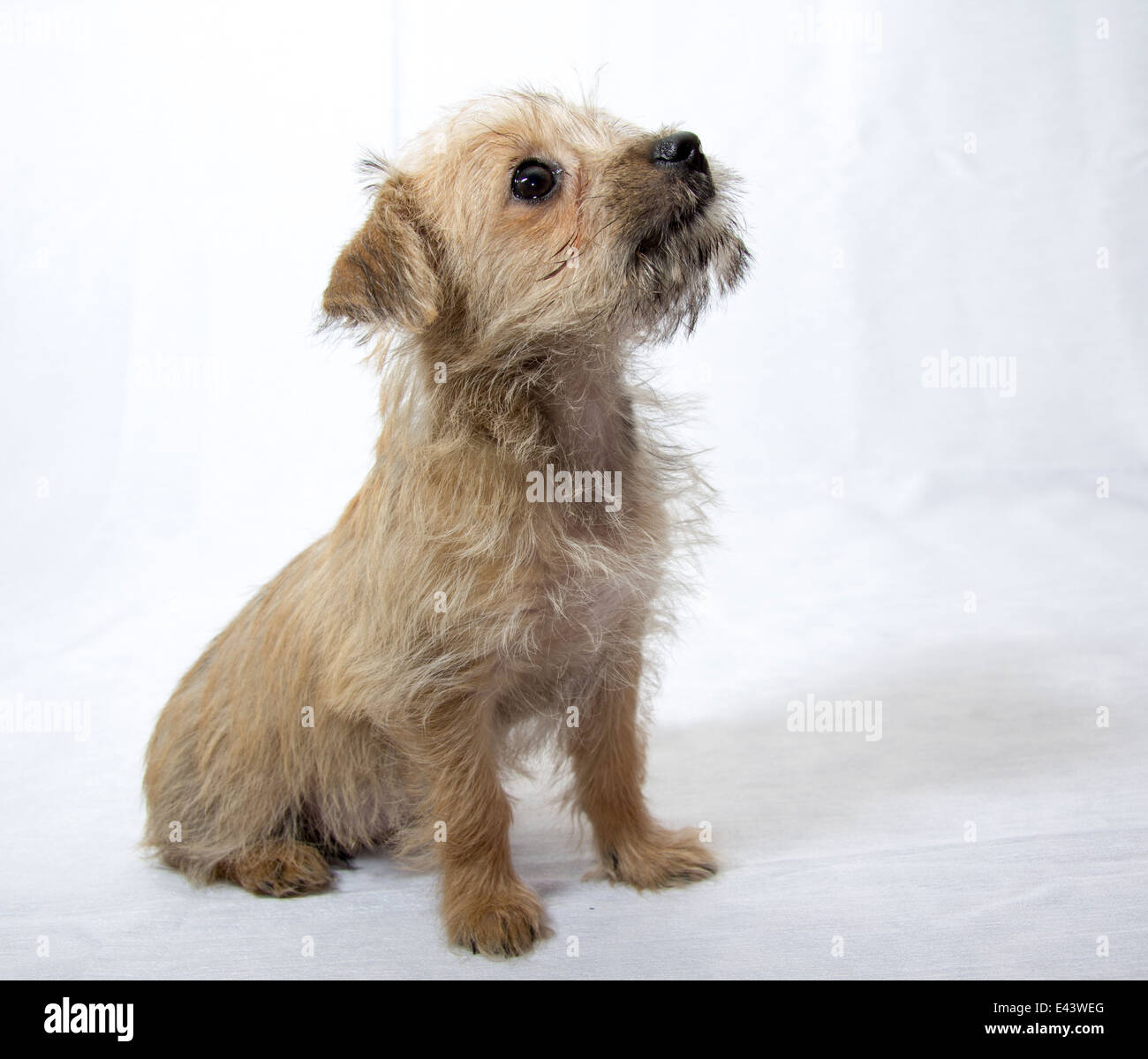 Puppy sitting et à la recherche. Banque D'Images