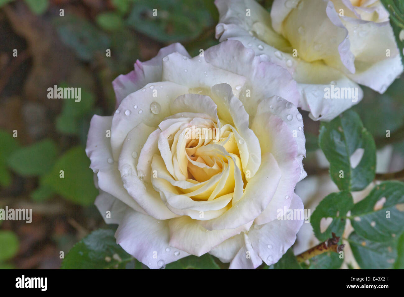 Close up de délicates, parfumé rose et jaune éclaboussé de roses avec de la pluie Banque D'Images