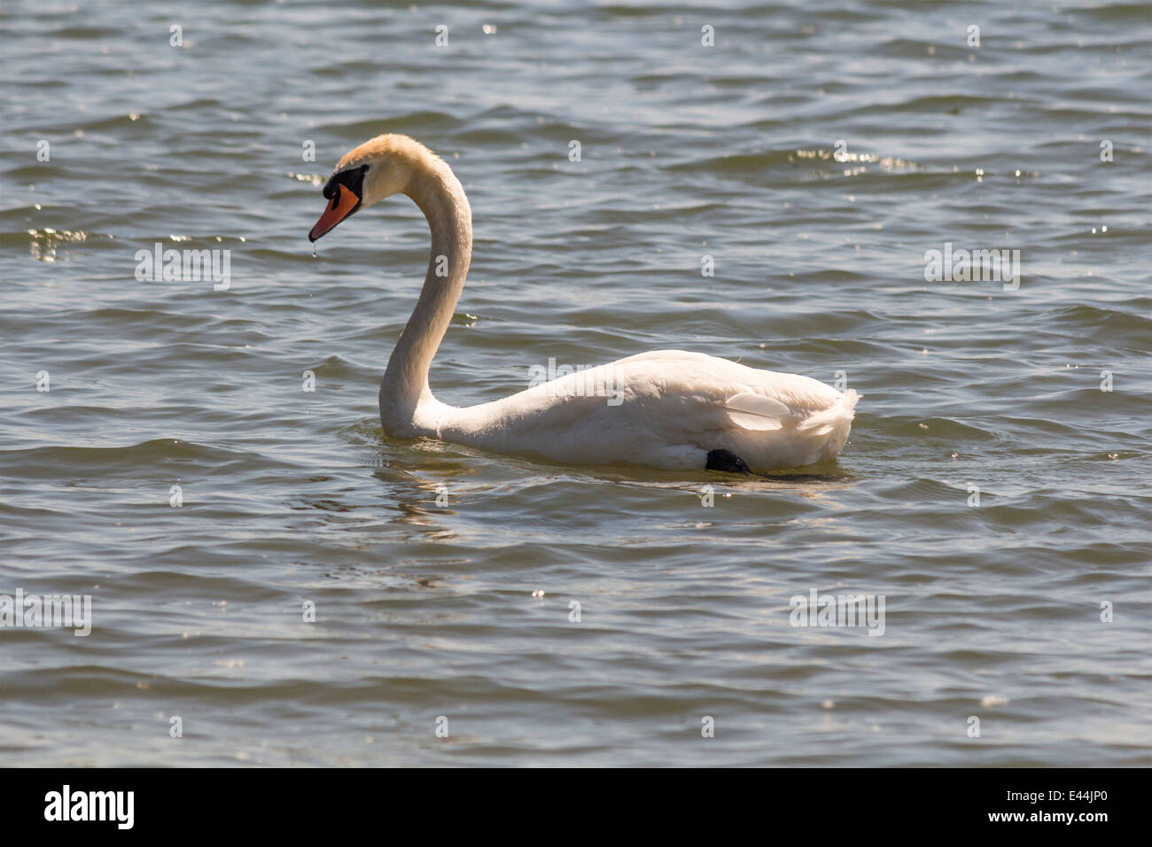 Natation nage Mute et flottant sur le lac Banque D'Images