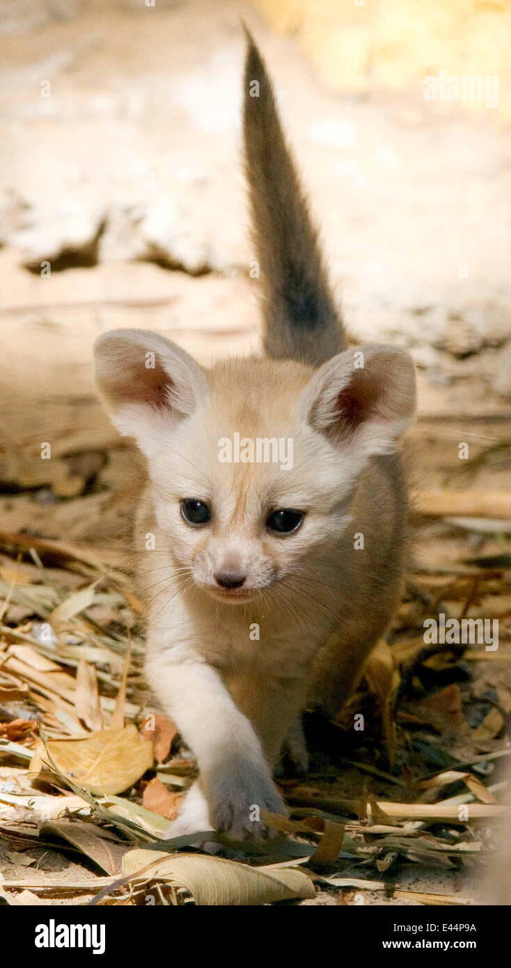 Nouveaux Renards Fennec Fennec Fox Un Nouveau Bloodline Bloodline A Ete Introduit A L Australie Est Le Zoo Taronga Avec La Naissance De Trois Bebes Fox Fennec Le Trio De Kits Est Le Nouveaux Renards Fennec Fennec Fox Un Nouveau Bloodline Bloodline A Ete Introduit A L Australie Est Le Zoo Taronga Avec La Naissance De Trois Bebes Fox Fennec Le Trio De Kits Est Le