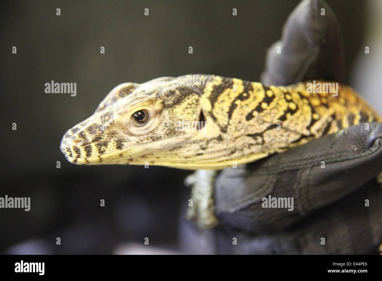 Les dragons de Komodo né au zoo de Memphis Memphis Zoo a réussi à élever les dragons de Komodo pour la troisième fois en un an, mais les nouveaux-nés ont été séparés de leur mère à la naissance de peur d'être mangé par la maman. . . . Malgré ses œufs en incubation d'environ 9 mois à l'état sauvage, une mère dragon de Komodo mangent ses jeunes et les bébés sont sur leurs propres une fois éclos. Mère, Norberta, a été prêté au Zoo de Memphis à la reproduction en 2007. Les deux Norberta et Memphis Zoo a seize ans, Voltron, ont été formés pour la compatibilité de reproduction par Memphis Zoo's personnel expert en raison de la complexité Banque D'Images