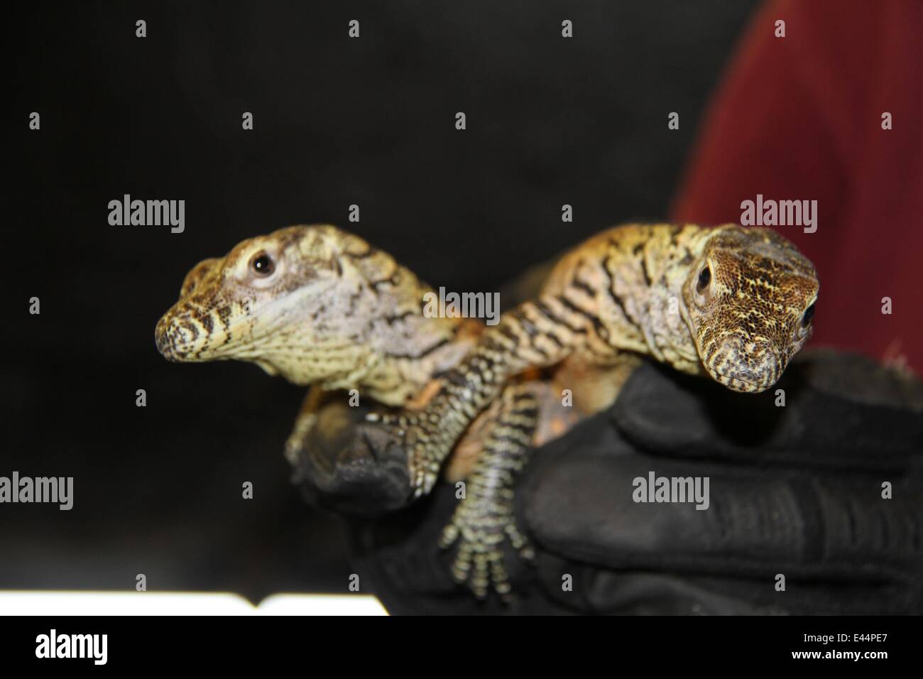 Les dragons de Komodo né au zoo de Memphis Memphis Zoo a réussi à élever les dragons de Komodo pour la troisième fois en un an, mais les nouveaux-nés ont été séparés de leur mère à la naissance de peur d'être mangé par la maman. . . . Malgré ses œufs en incubation d'environ 9 mois à l'état sauvage, une mère dragon de Komodo mangent ses jeunes et les bébés sont sur leurs propres une fois éclos. Mère, Norberta, a été prêté au Zoo de Memphis à la reproduction en 2007. Les deux Norberta et Memphis Zoo a seize ans, Voltron, ont été formés pour la compatibilité de reproduction par Memphis Zoo's personnel expert en raison de la complexité Banque D'Images