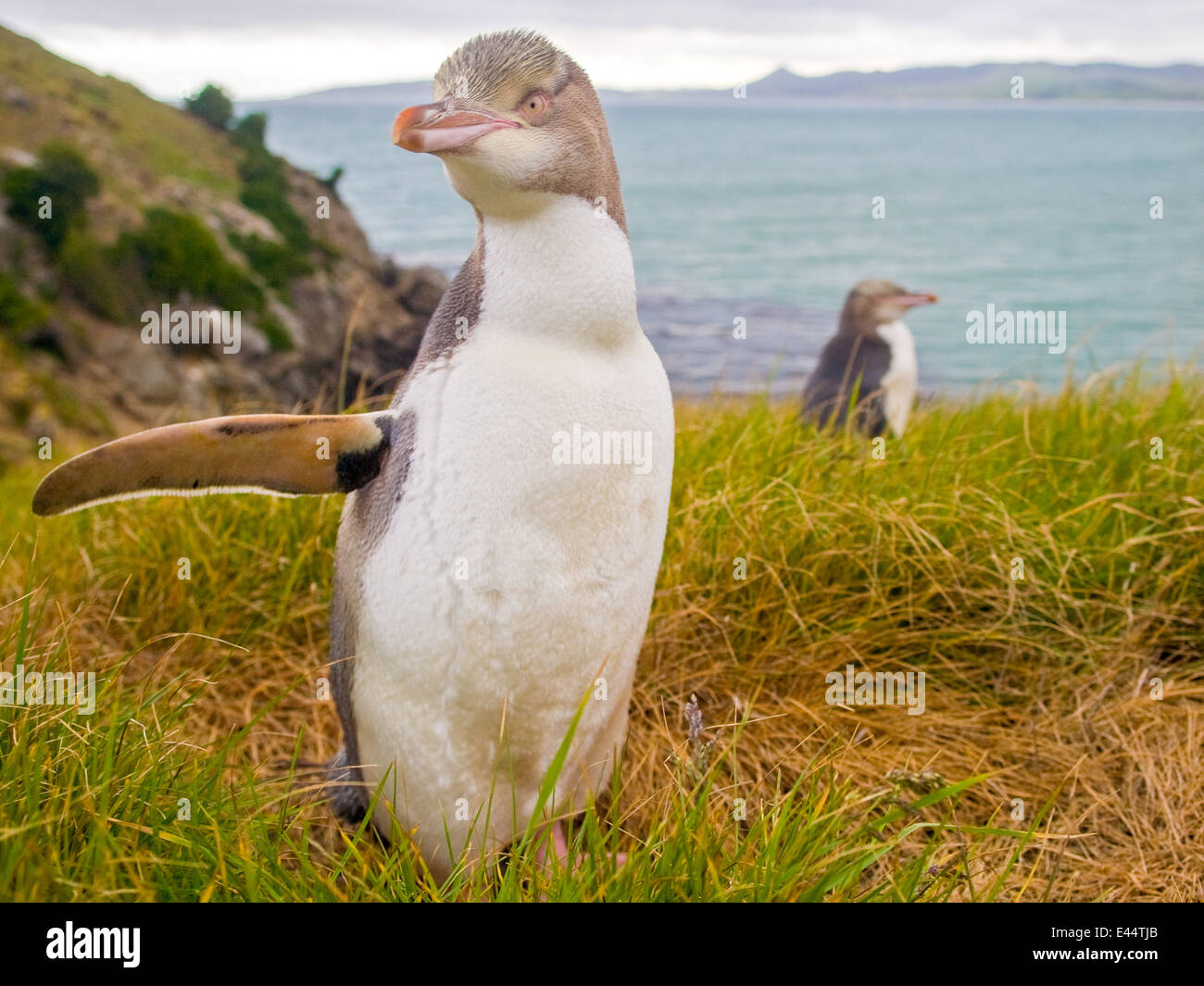 YEP est un pingouin originaire de Nouvelle-Zélande.Cette espèce de pingouin est en voie de disparition, avec une population estimée à 4000 Banque D'Images