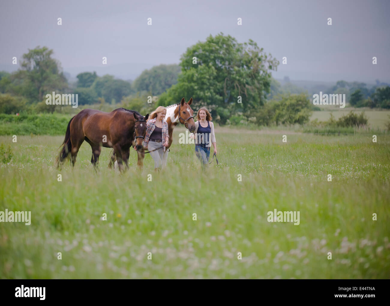 Les chevaux, les chevaux en campagne, à cheval, sur le terrain, des chevaux portrait équin head, les propriétaires de chevaux, propriétaires walking horse Banque D'Images