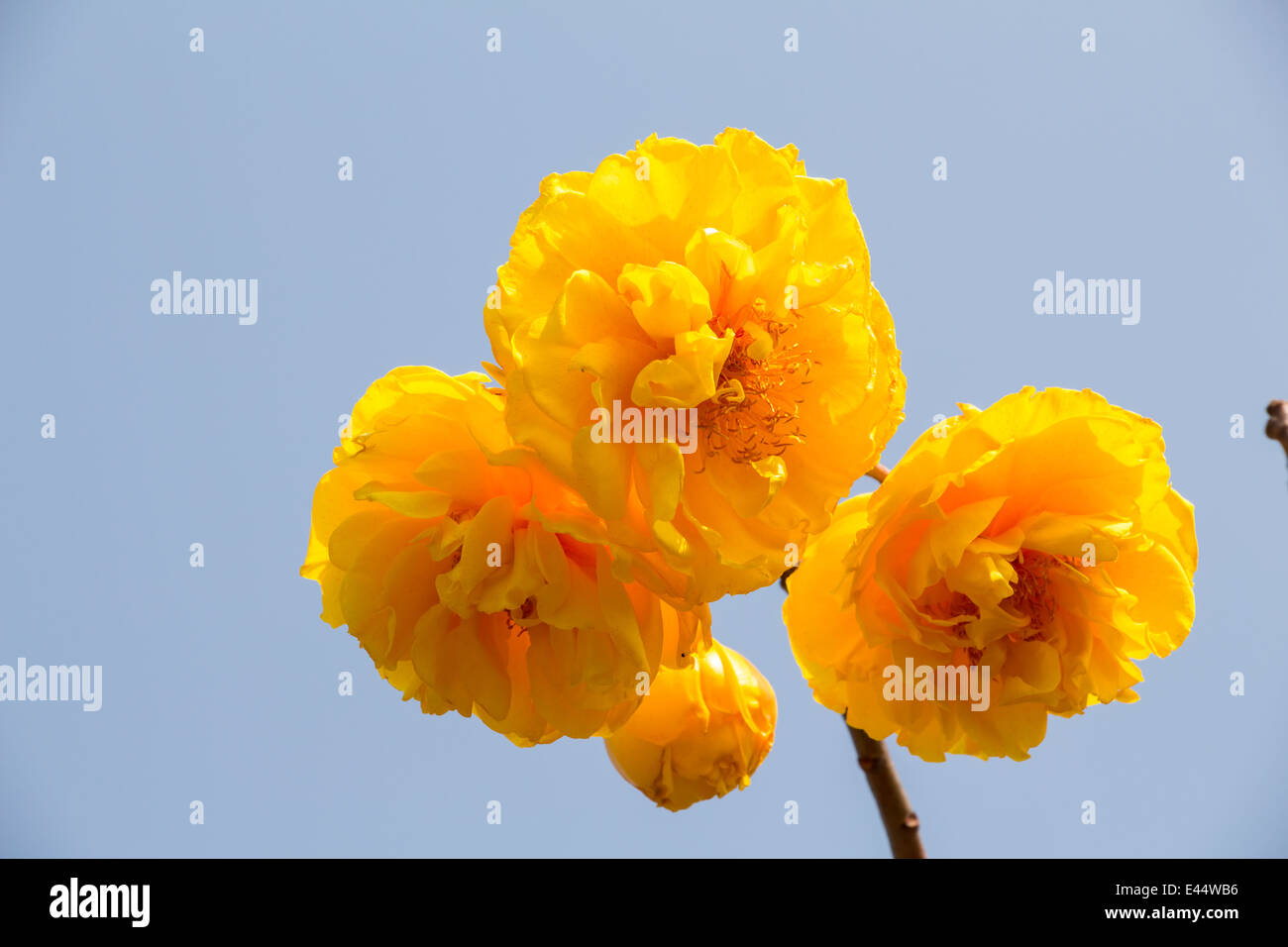 Coton soie Fleurs arbre jaune Banque D'Images