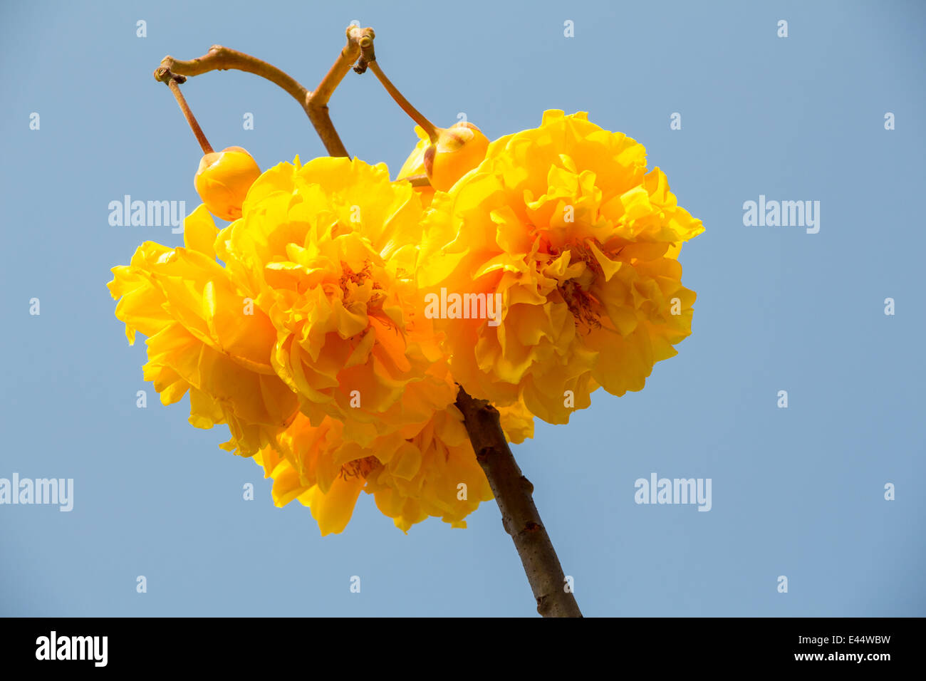 Coton soie Fleurs arbre jaune Banque D'Images