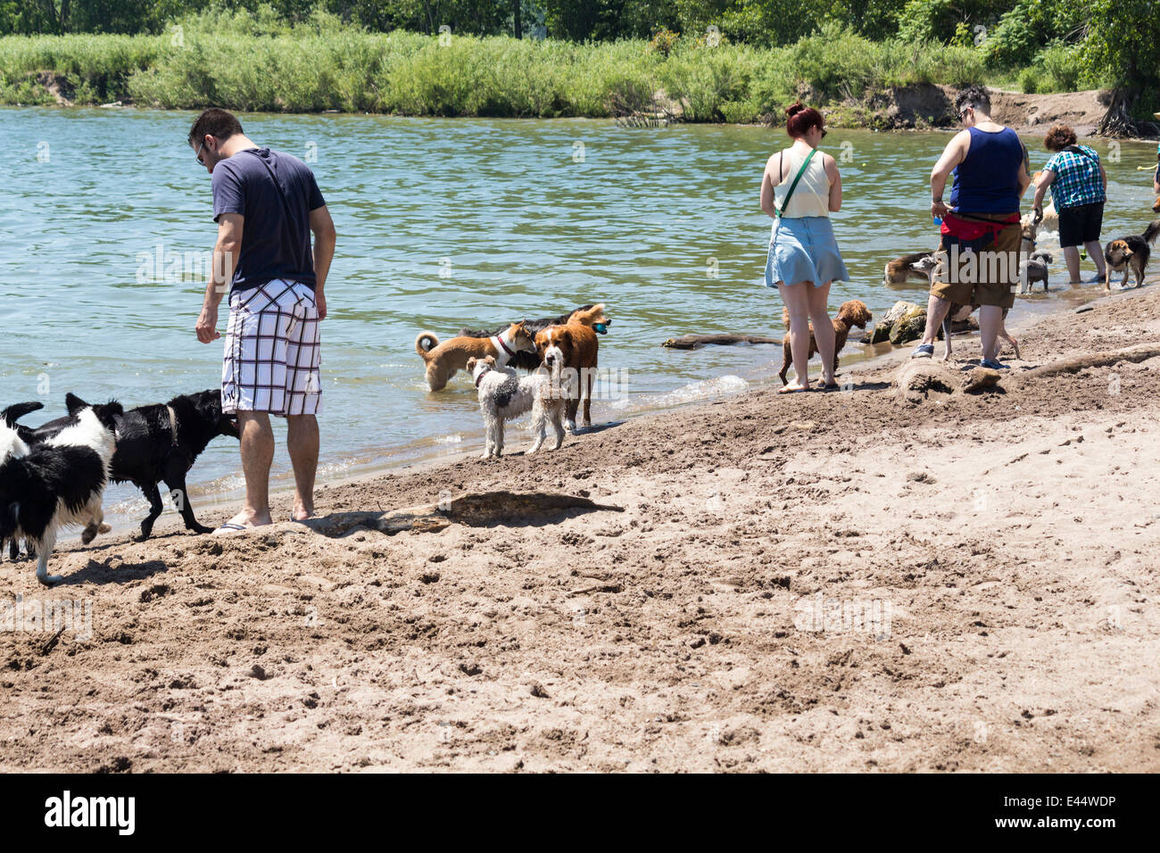 Les gens et leurs chiens à un parc pour chiens sans laisse à Cherry Beach à Toronto Ontario Canada Banque D'Images