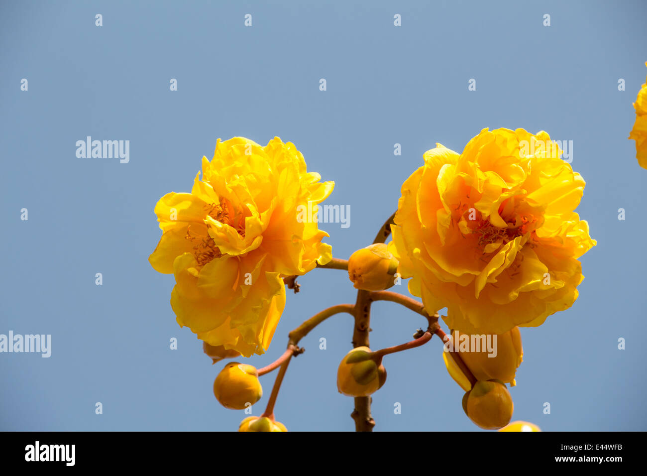 Cochlospermum regium, également connu sous le nom de coton jaune Arbre en Thaïlande Banque D'Images