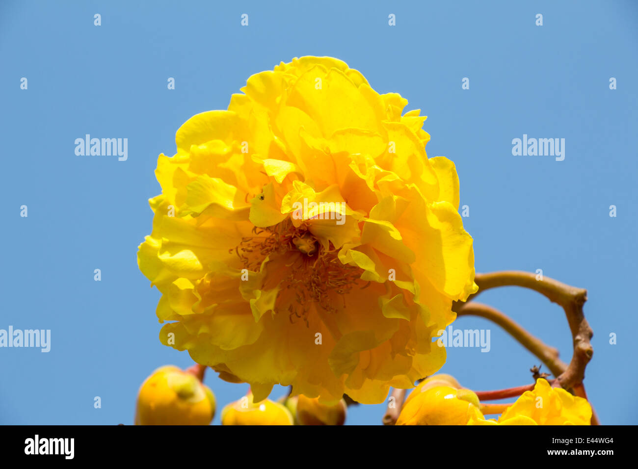 Cochlospermum regium, également connu sous le nom de coton jaune Arbre en Thaïlande Banque D'Images