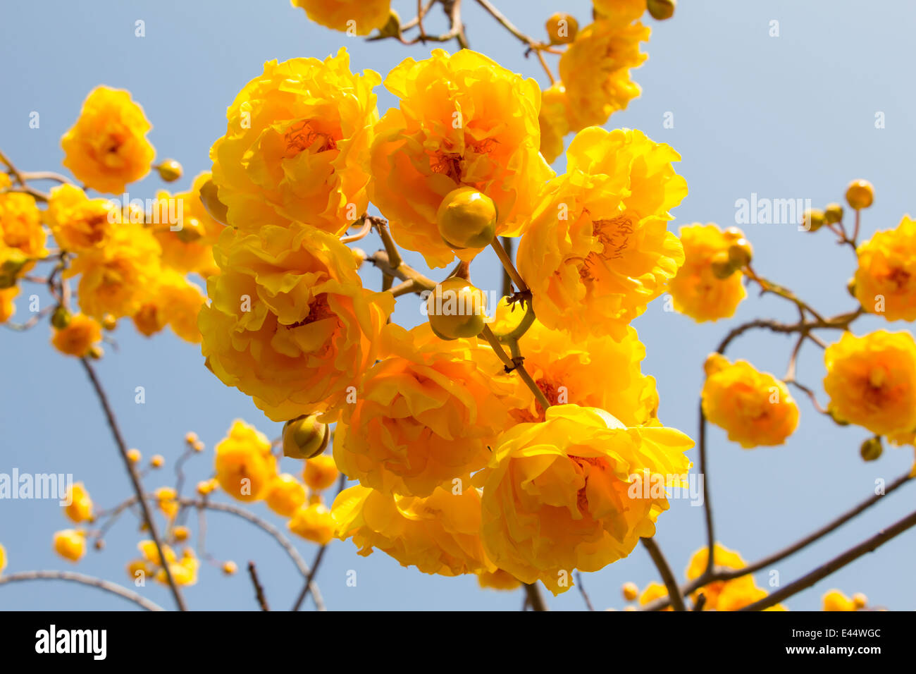 Cochlospermum regium, également connu sous le nom de coton jaune Arbre en Thaïlande Banque D'Images