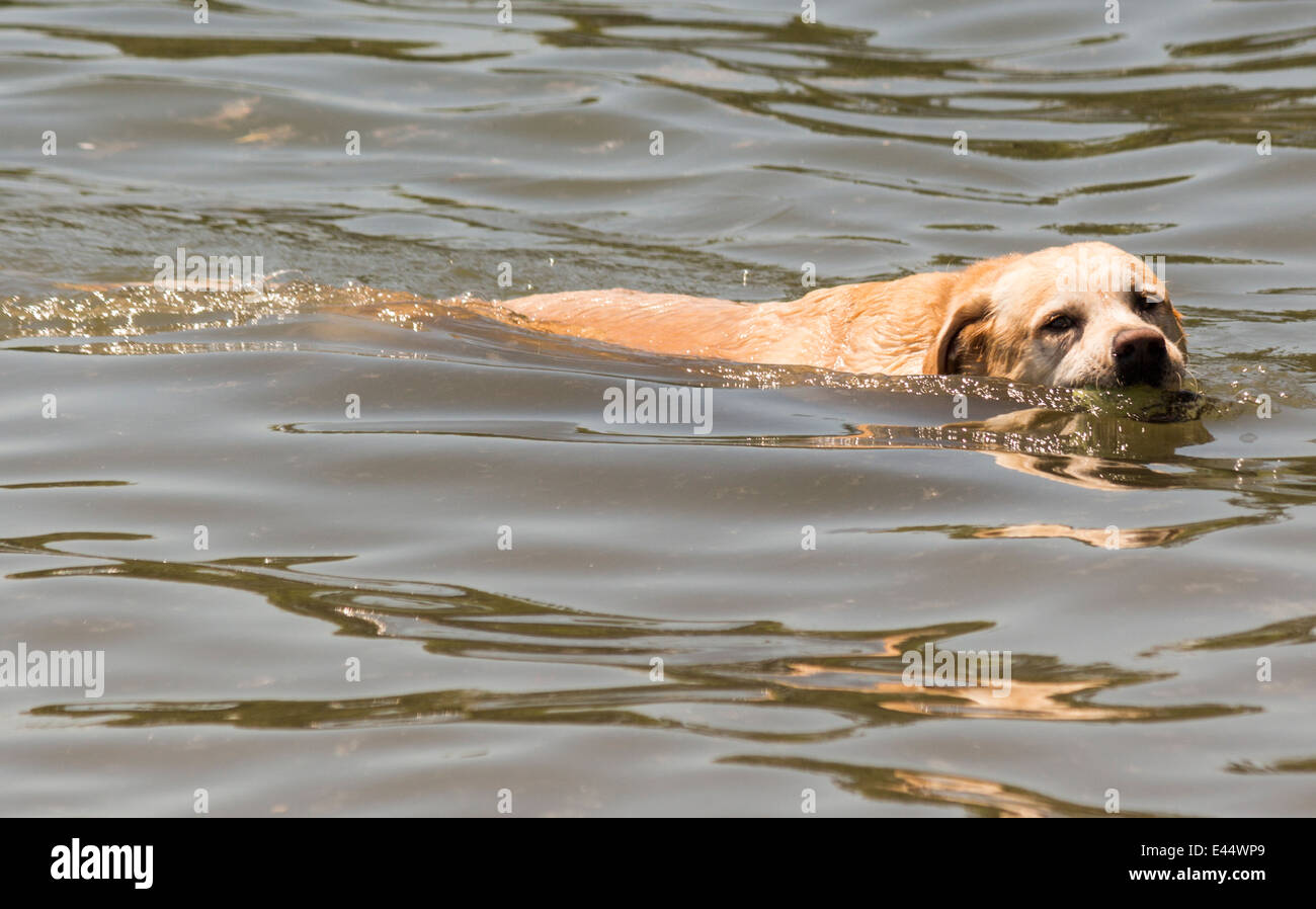 Golden Retriever dans de l'eau avec balle en bouche les yeux dans la caméra. Banque D'Images
